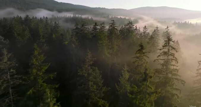 Misty forest aerial view