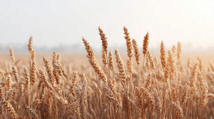 serene wheat field under soft sunlight with golden ears swaying gently in breeze