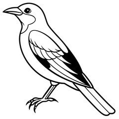   Eurasian Golden Oriole illustration 