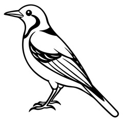   Eurasian Golden Oriole illustration 