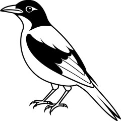   Eurasian Golden Oriole illustration 