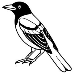   Eurasian Golden Oriole illustration 