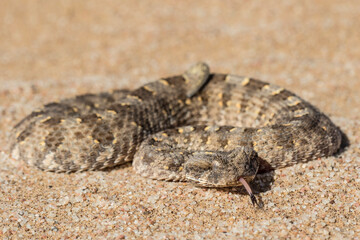 African Horned Adder curled up and waiting for prey to pass by