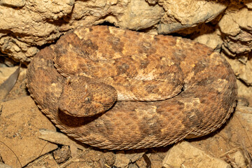 African Horned Adder curled up and waiting for prey to pass by