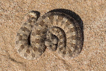 African Horned Adder curled up and waiting for prey to pass by