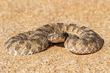 African Horned Adder curled up and waiting for prey to pass by