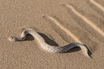 African Dwarf Dune Adder or Sidewinder