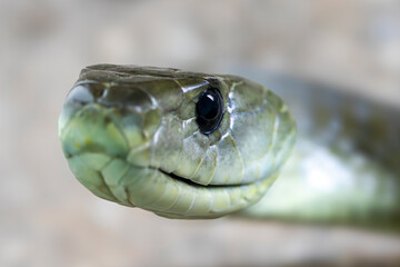 Close up of a highly venomous Black Mamba