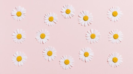 Obraz premium A vibrant arrangement of daisy flowers with white petals and bright yellow centers, evenly spaced on a soft pink background, creating a visually pleasing and elegant pattern. Each flower is in full bl