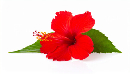 Hibiscus Flower Isolated on White Background