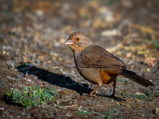 California Towhee Foraging on Ground