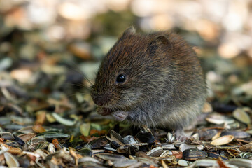Eine Rötelmaus sitzt fressend unter einer Futterstelle für Vögel und profitiert von den herunter gefallenen Sonnenblumenkernen