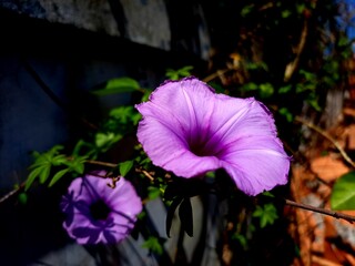 Purple morning glory flower, which has the scientific name Ipomoea purpurea, is a type of flower...