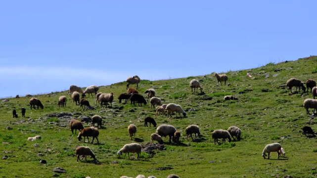 Sheep and goats grazing on a hill covered with green grass
