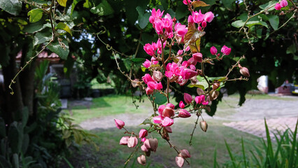 Close-up of vibrant pink coral vine flowers (Antigonon leptopus) blooming on a slender vine, with soft-focus green leaves and garden background in natural outdoor lighting.