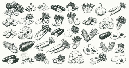 Fototapeta premium Line art vegetable icons, hand drawn outline illustrations