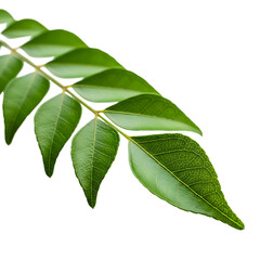 Obraz premium Fresh curry leaves close up shot isolated on black background for culinary and herbal medicine uses on transparent background