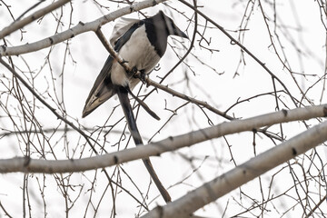 A hooded crow sitting on a tree