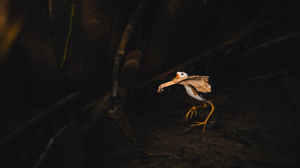 Water Hen carries a dried leaf at Samphran , Nakhon Pathom , Thailand  