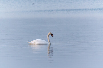 Graceful white Swan swimming in the lake, swans in the wild. Portrait of a white swan swimming on a lake.