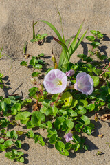 春の鳥取砂丘と砂丘植物 鳥取県 鳥取砂丘 ハマヒルガオ