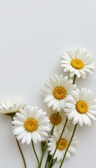 clean arrangement of daisies in a minimalist style, with white and pale yellow tones, minimal lines, open space for text, sleek vibe, high resolution