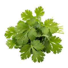 Fototapeta premium Fresh cilantro bunch close up shot aromatic herb for cooking and garnish ingredient on black background on transparent background