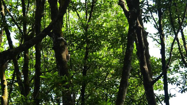 proboscis monkey intimidating at mangrove forest. Aggressive Male Proboscis Monkey at nature.