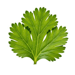 Cilantro leaf close up fresh green herb cooking ingredient aromatic plant culinary garnish food photography on transparent background