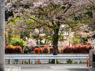 道路沿いに咲く桜
