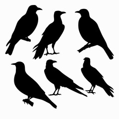 Fototapeta premium birds silhouettes set
