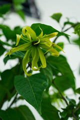 Ylang-Ylang (Cananga odorata) smooth and slender petal with Yellow or green petals are fragrant. have Valued for perfume extracted from its flowers.
