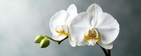 Single white phalaenopsis orchid, clipping path included , sharp, floral
