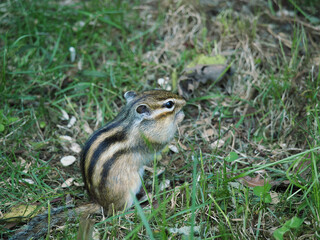 可愛らしいシマリス