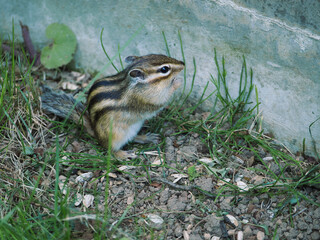 可愛らしいシマリス