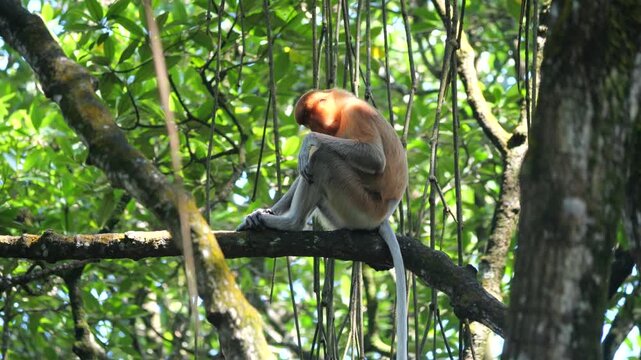 A highly Endangered Proboscis Monkey (Nasalis larvatus) resting and sleeping high in a tree in the wild jungles of Borneo. A closeup of the face of a proboscis monkey (female) sleeping.