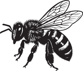 "A honey bee in black and white vector style, isolated on white background, detailed line art."