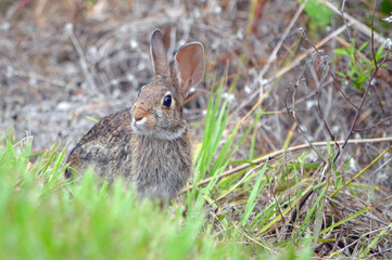 Marsh hare with a smirk on its face, one ear forward, one ear back, while sitting on the ground behind green grass, a blurred brown grass natural background at a nature preserve in Ft Myers, Florida. 