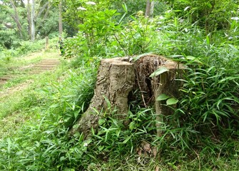 Fototapeta premium 切り株を覆う雑草