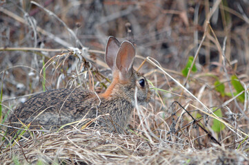 Right side view of a marsh hare on the ground, headed into a brown grass field at a nature preserve in Fort Myers in Florida