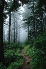 Obraz premium 霧が出ている山中の道