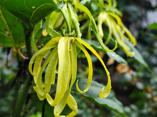 Memories for the name of the Ylang-ylang flower, the yellow flower petals smell good, look fresh after the rain. Close up of Dwarf Ylang-Ylang flower.
