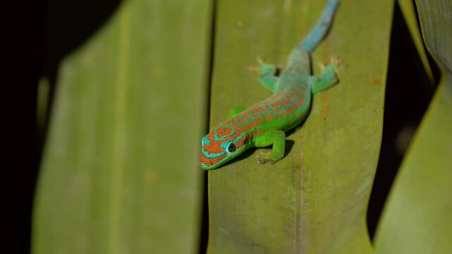 Blue-tailed ornate day gecko endangered endemic species of Mauritius in natural habitat 