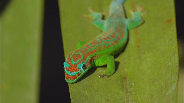 Blue-tailed ornate day gecko endangered endemic species of Mauritius close-up 