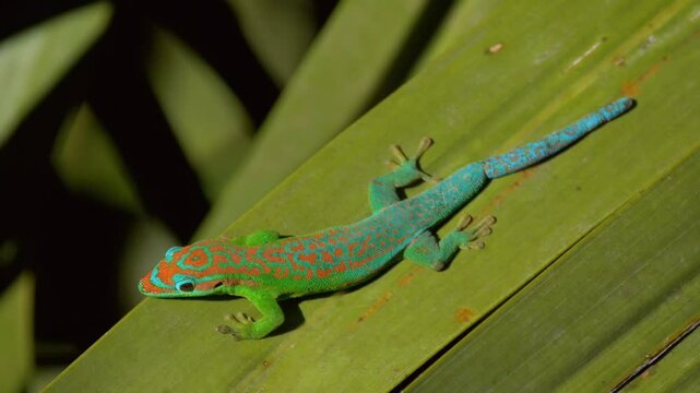 Blue-tailed ornate day gecko endangered endemic species of Mauritius 