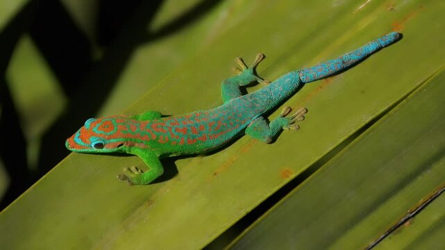Blue tailed ornate day gecko of Mauritius, endangered endemic species of Mauritius 