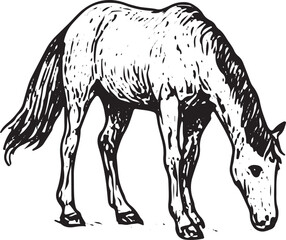 Fototapeta premium A black and white woodcut-style illustration of a horse grazing, featuring fine lines, shading, and a realistic posture that highlights the animal's muscular form