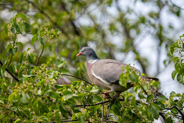 Common wood pigeon, Columba palumbus. Popular bird of European cities