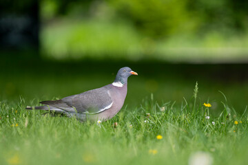 Common wood pigeon, Columba palumbus. Popular bird of European cities