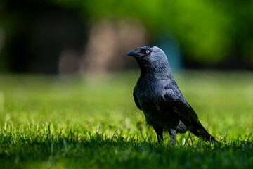 Eurasian jackdaw, Corvus monedula. Popular bird of European cities